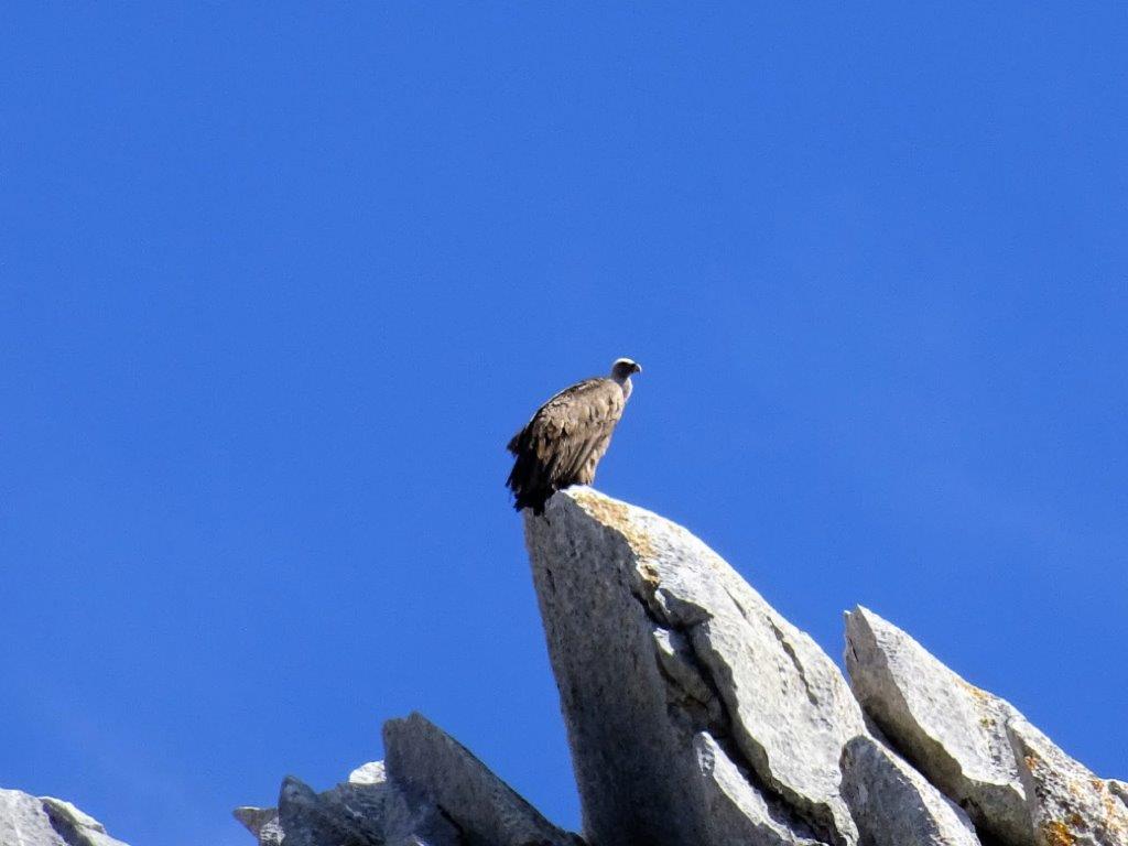 Vautour en Andalousie